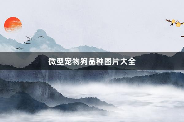 微型宠物狗品种图片大全