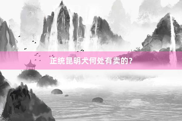 正统昆明犬何处有卖的？