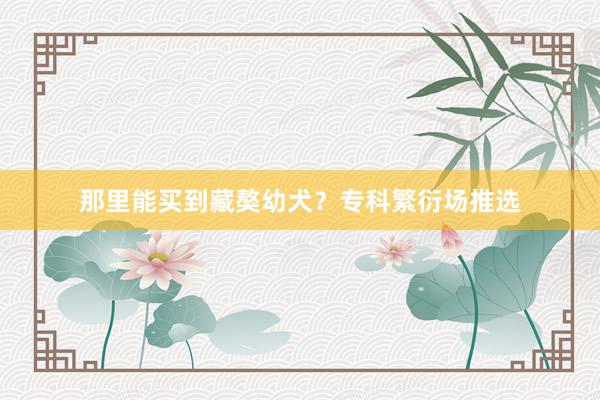 那里能买到藏獒幼犬？专科繁衍场推选